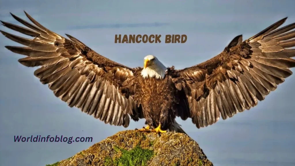 The Hancock Bird, A Symbol Of Nature And Culture