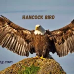 The Hancock Bird, A Symbol Of Nature And Culture